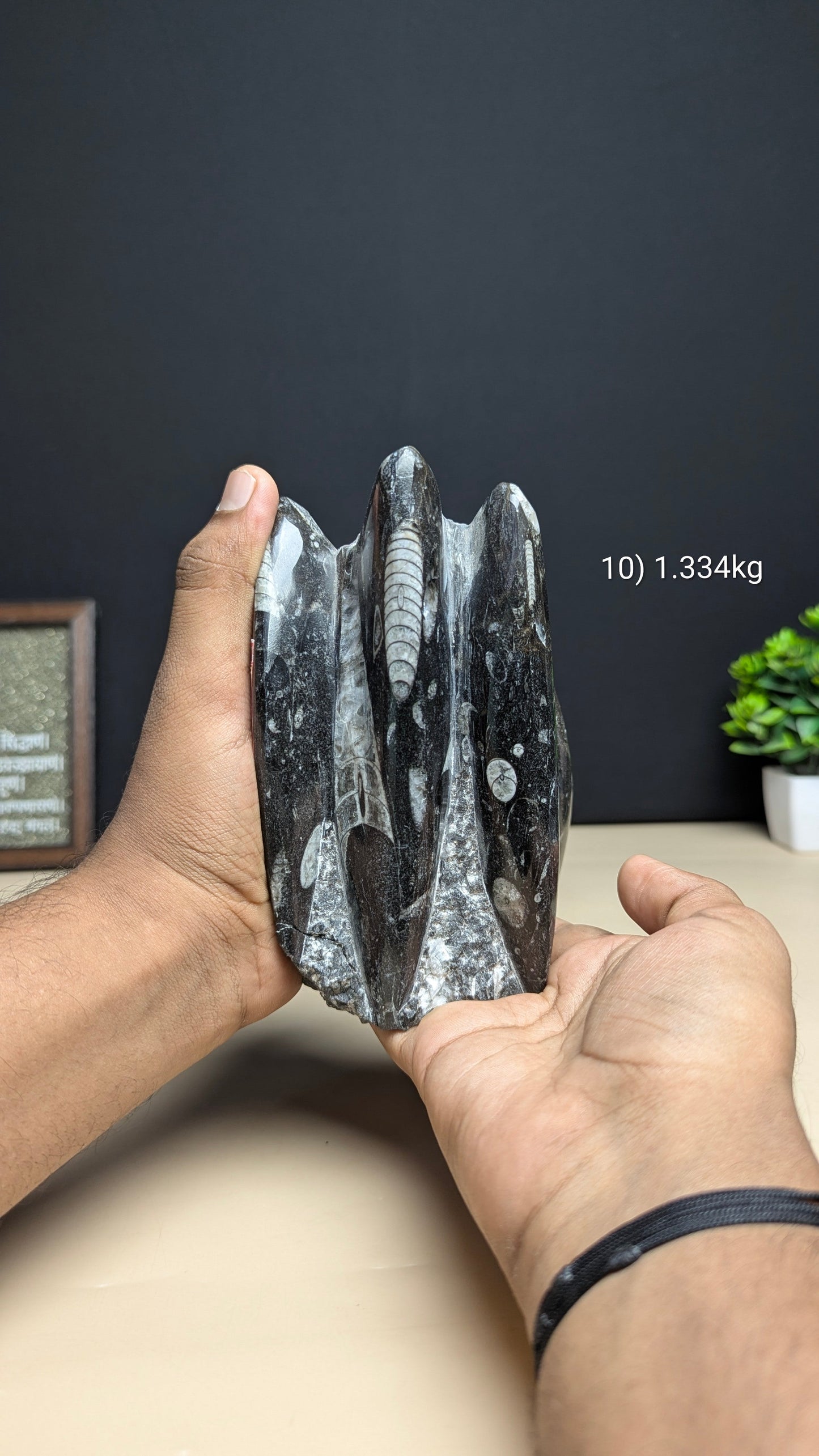 Kuber stone orthoceras wealth money magnet-10 - 1334gm-Maitri Export | Crystals Store