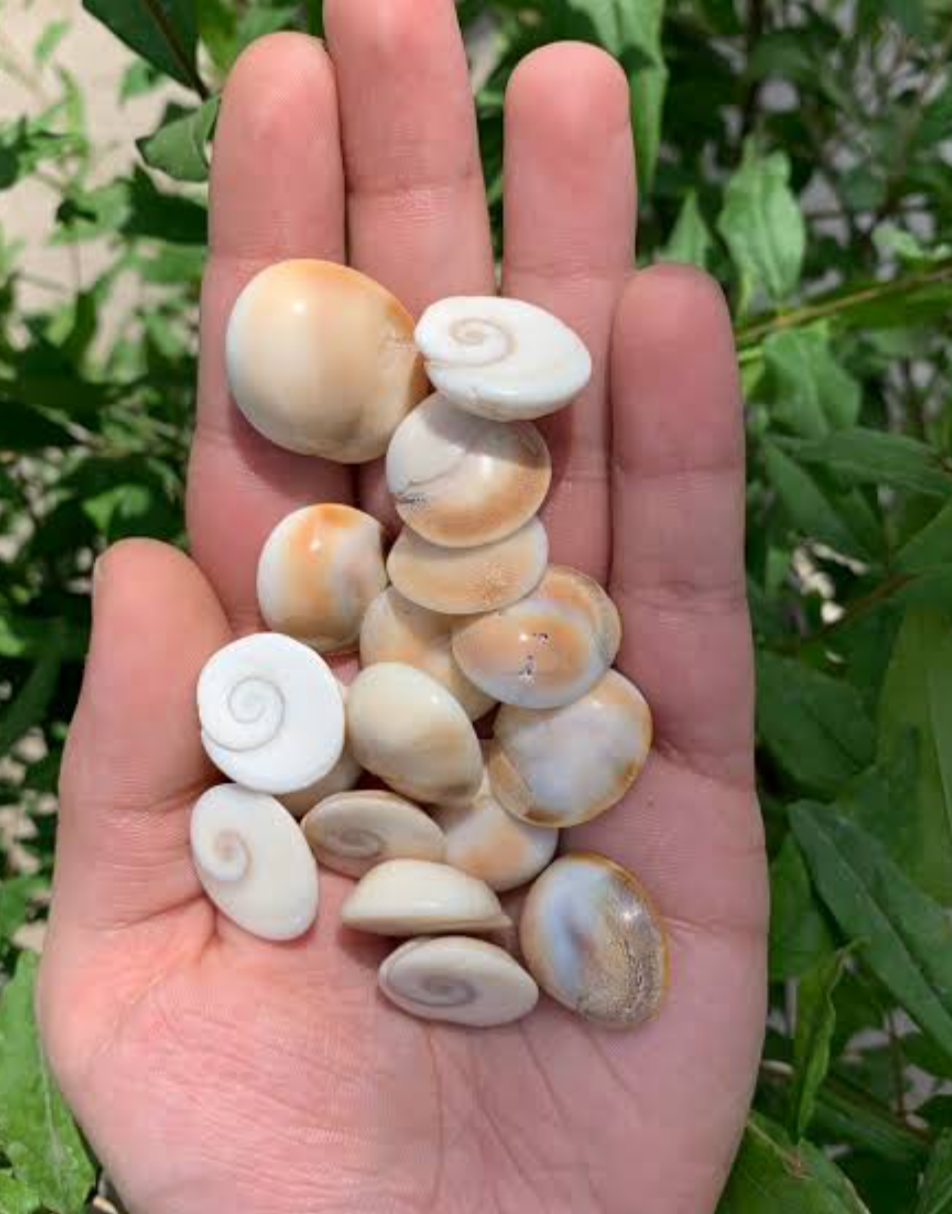 Loose Gomtichakra small-Maitri Export | Crystals Store