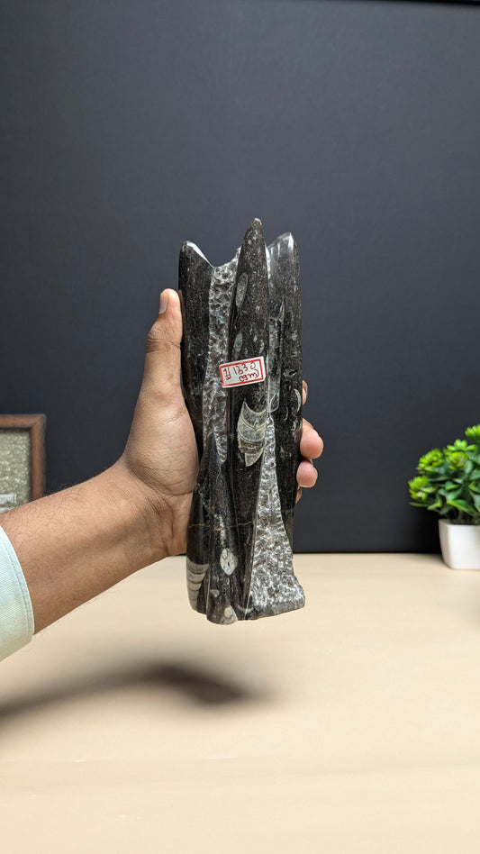 Kuber stone orthoceras wealth money magnet-1- 1330gm-Maitri Export | Crystals Store