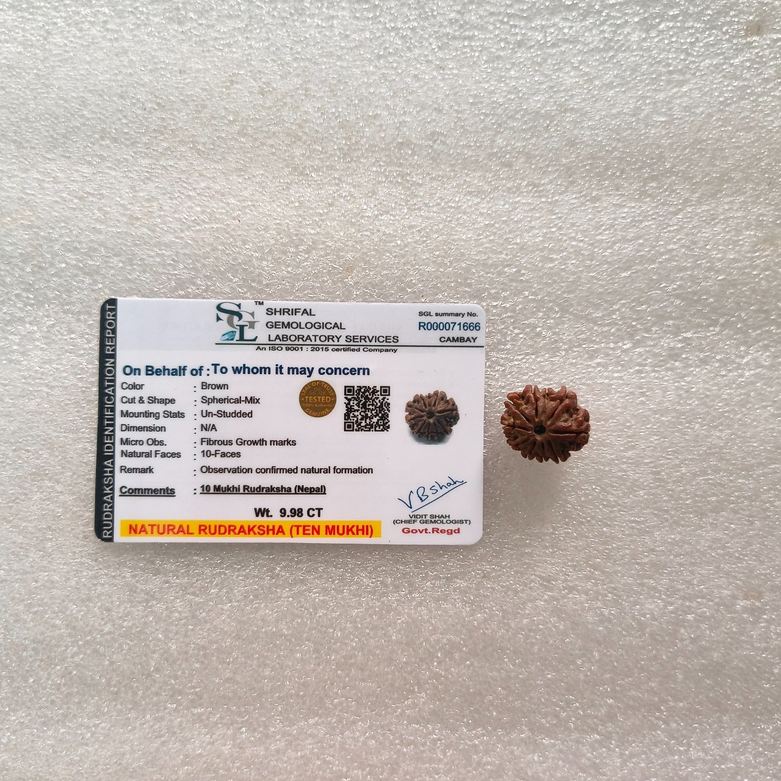 Loose rudraksh with hole on both side-10 mukhi-Maitri Export | Crystals Store
