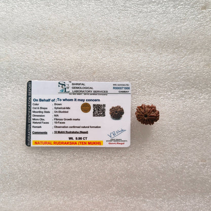 Loose rudraksh with hole on both side-10 mukhi-Maitri Export | Crystals Store