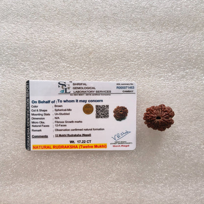 Loose rudraksh with hole on both side-12 mukhi-Maitri Export | Crystals Store