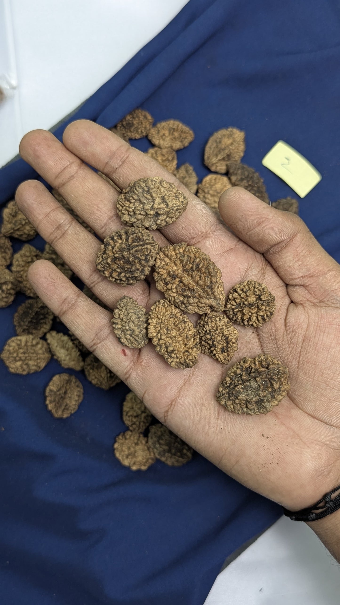 Loose rudraksh with hole on both side-2 mukhi-Maitri Export | Crystals Store