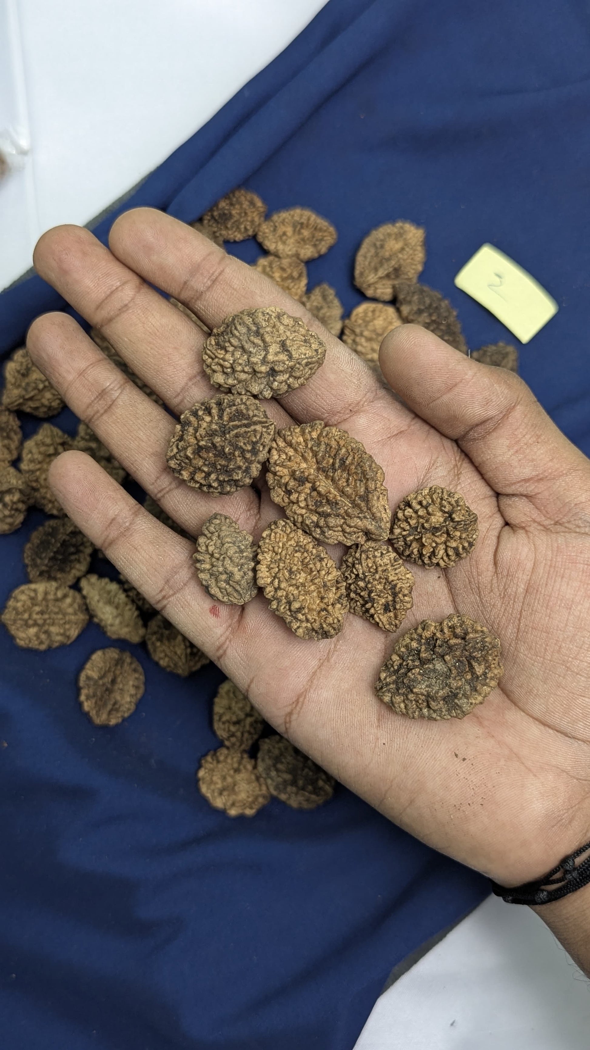 Loose rudraksh with hole on both side-2 mukhi-Maitri Export | Crystals Store