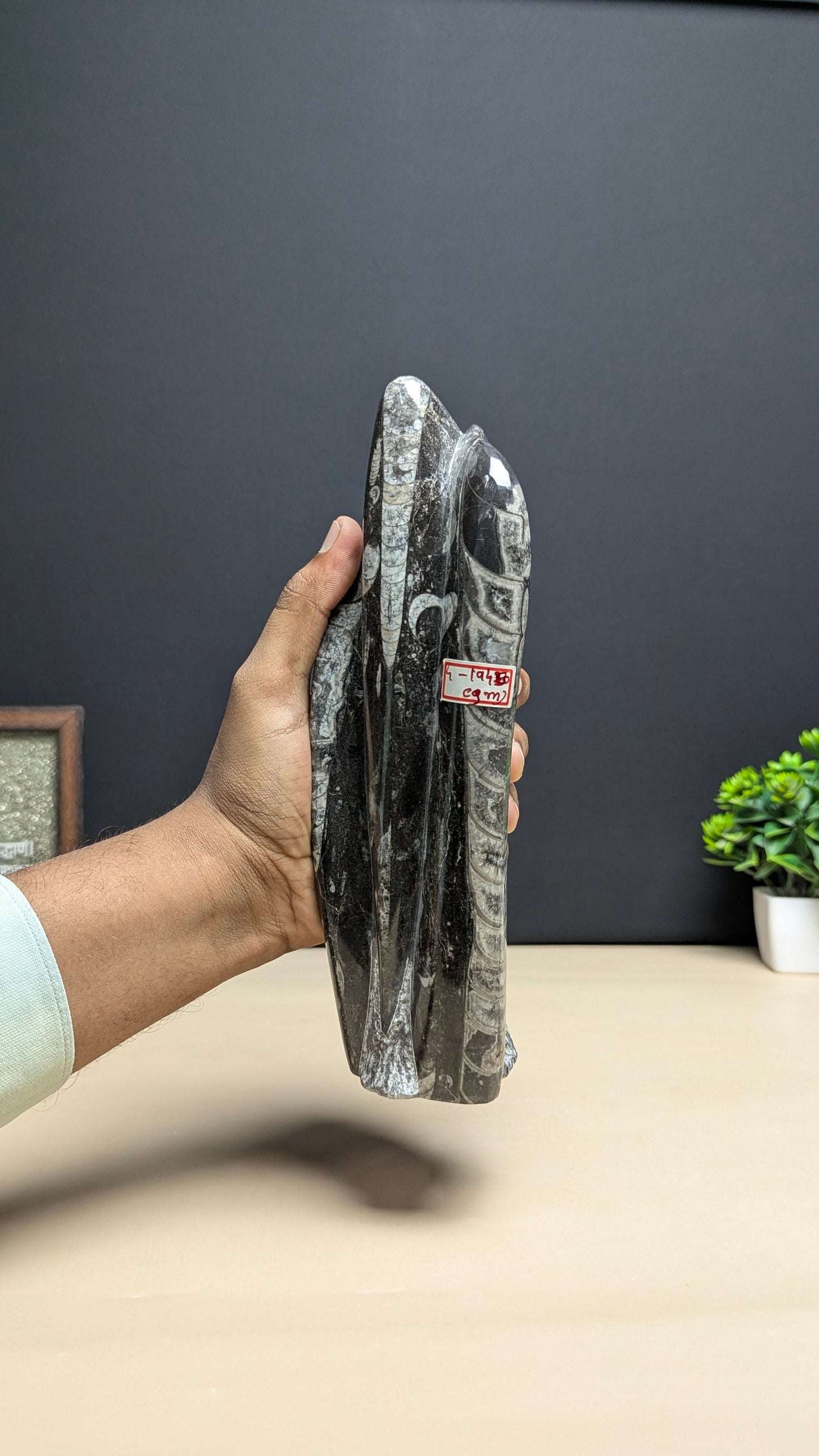 Kuber stone orthoceras wealth money magnet-4- 1945gm-Maitri Export | Crystals Store