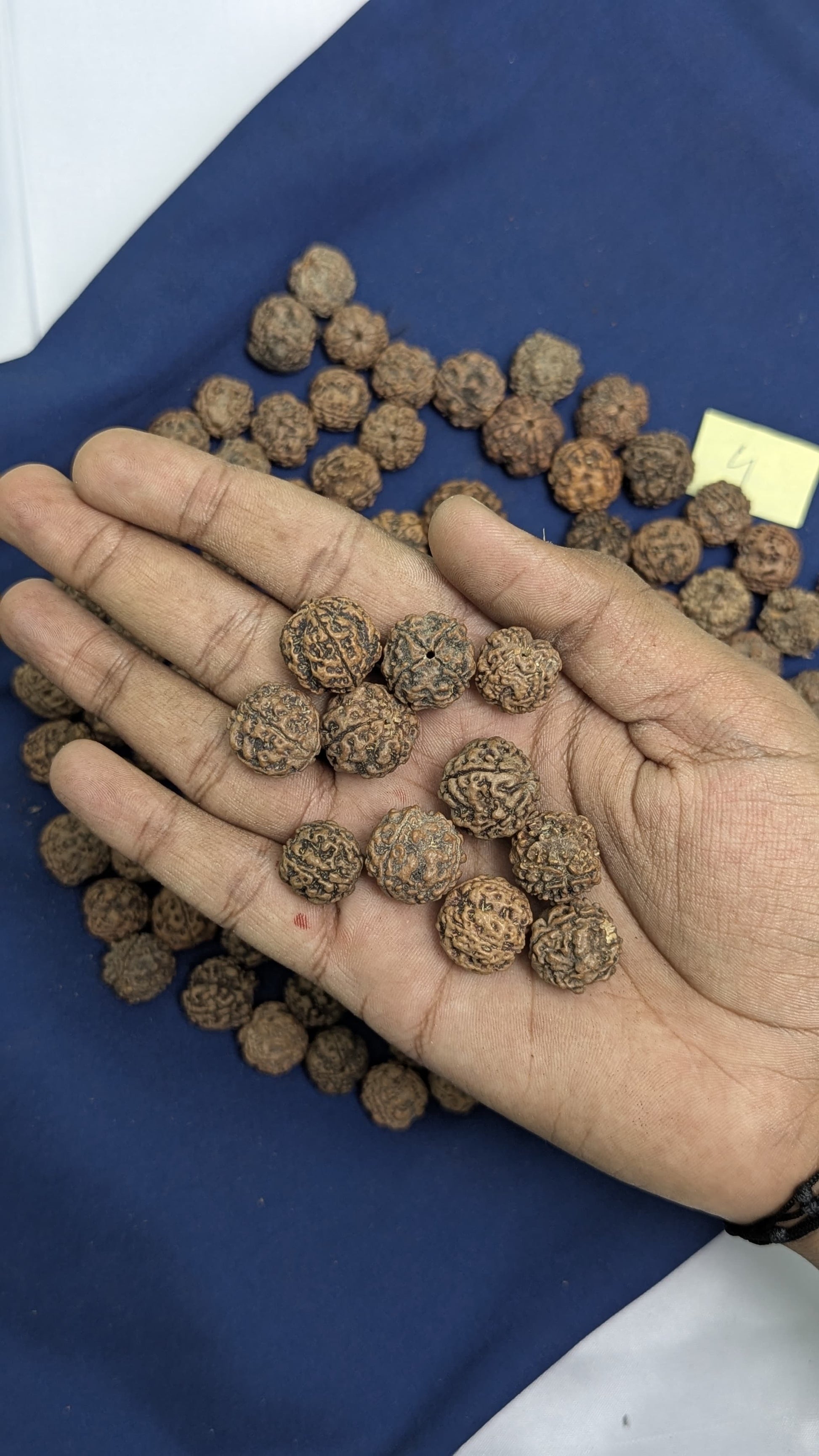 Loose rudraksh with hole on both side-4 mukhi-Maitri Export | Crystals Store