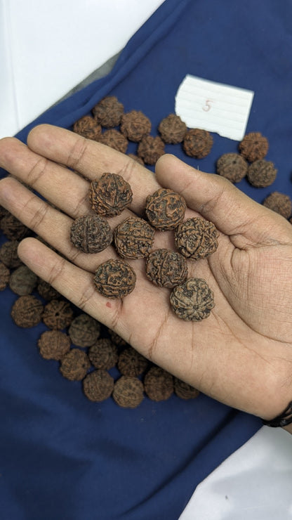 Loose rudraksh with hole on both side-5 mukhi-Maitri Export | Crystals Store