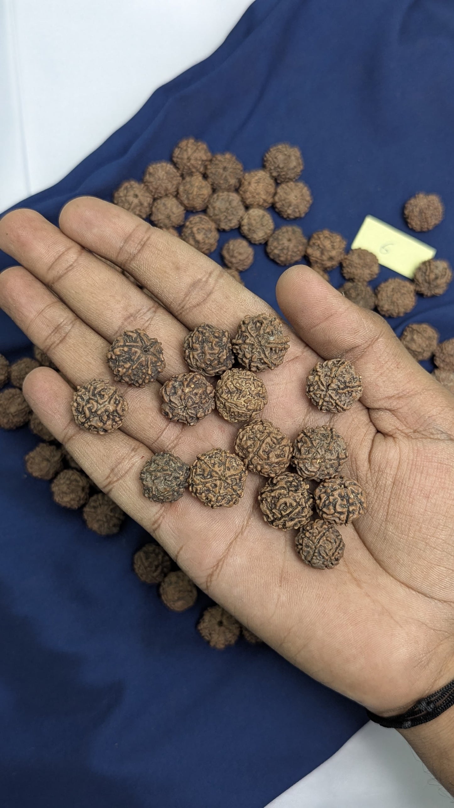 Loose rudraksh with hole on both side-6 mukhi-Maitri Export | Crystals Store
