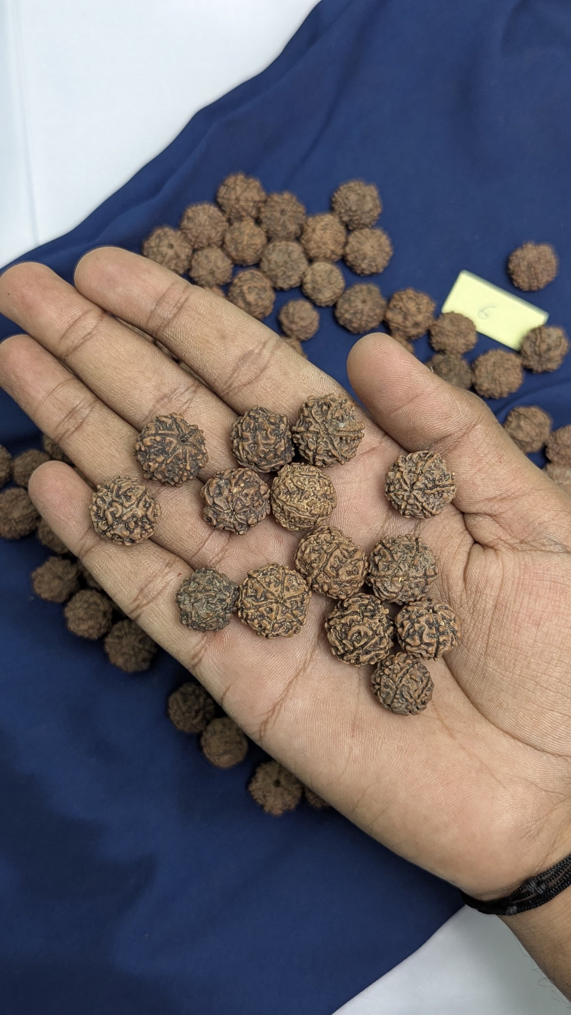 Loose rudraksh with hole on both side-6 mukhi-Maitri Export | Crystals Store