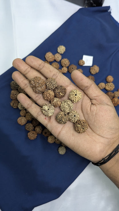 Loose rudraksh with hole on both side-7 mukhi-Maitri Export | Crystals Store