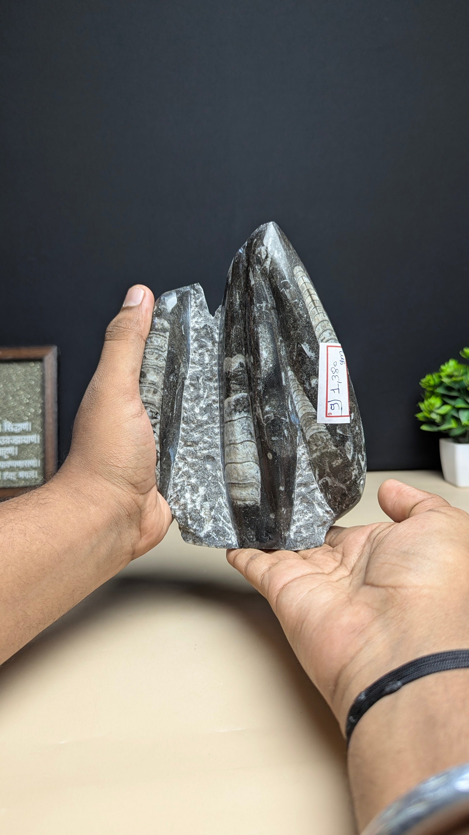 Kuber stone orthoceras wealth money magnet-9 - 1380gm-Maitri Export | Crystals Store
