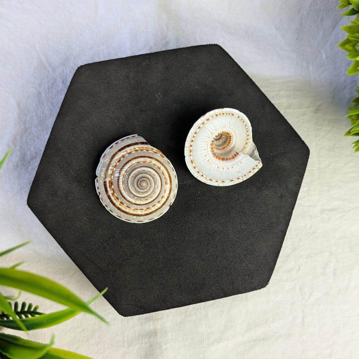 Vishnu Chakra Sankh-Maitri Export | Crystals Store