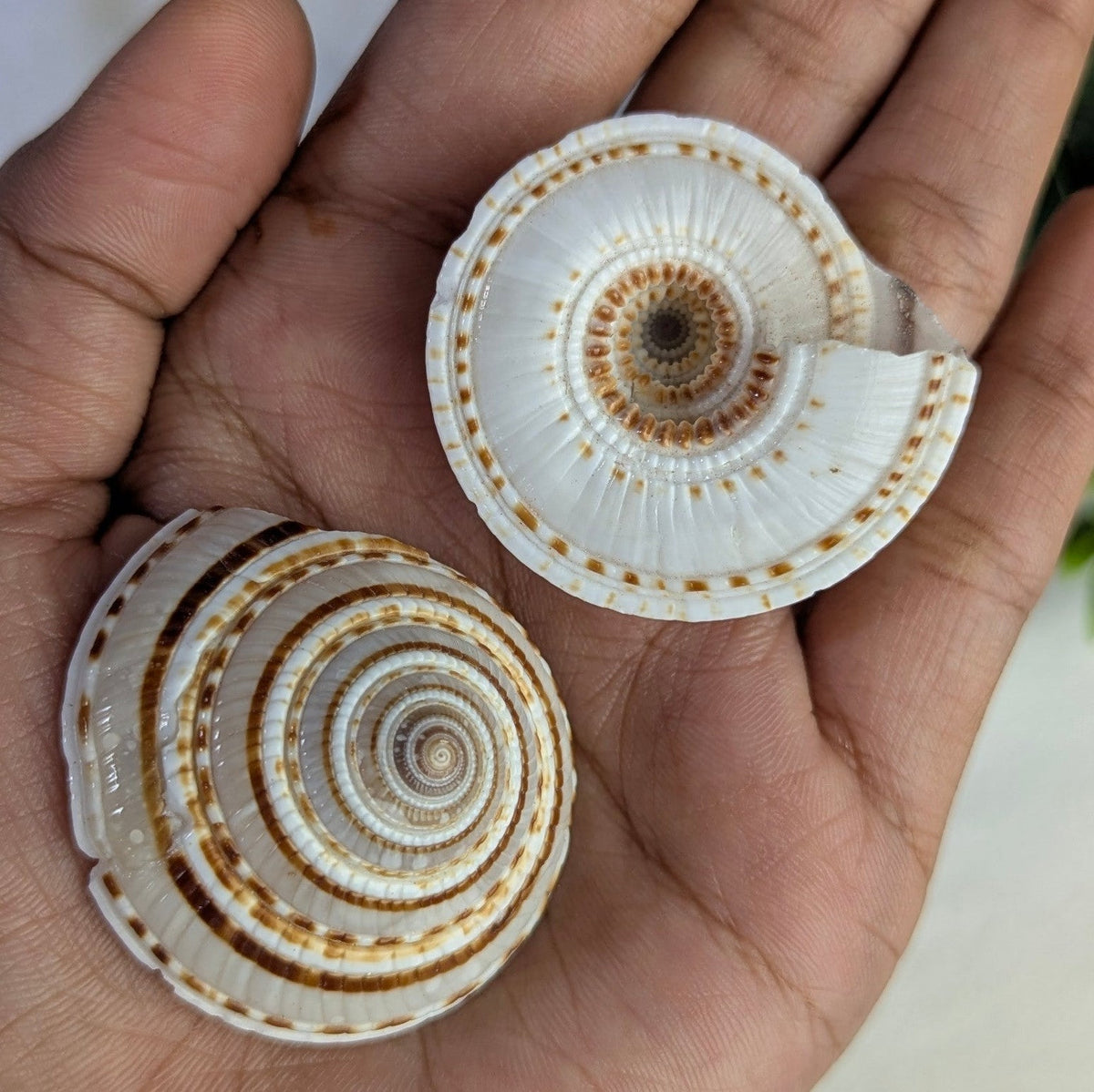 Vishnu Chakra Sankh-Maitri Export | Crystals Store