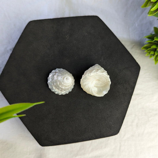 White Shankh-Maitri Export | Crystals Store