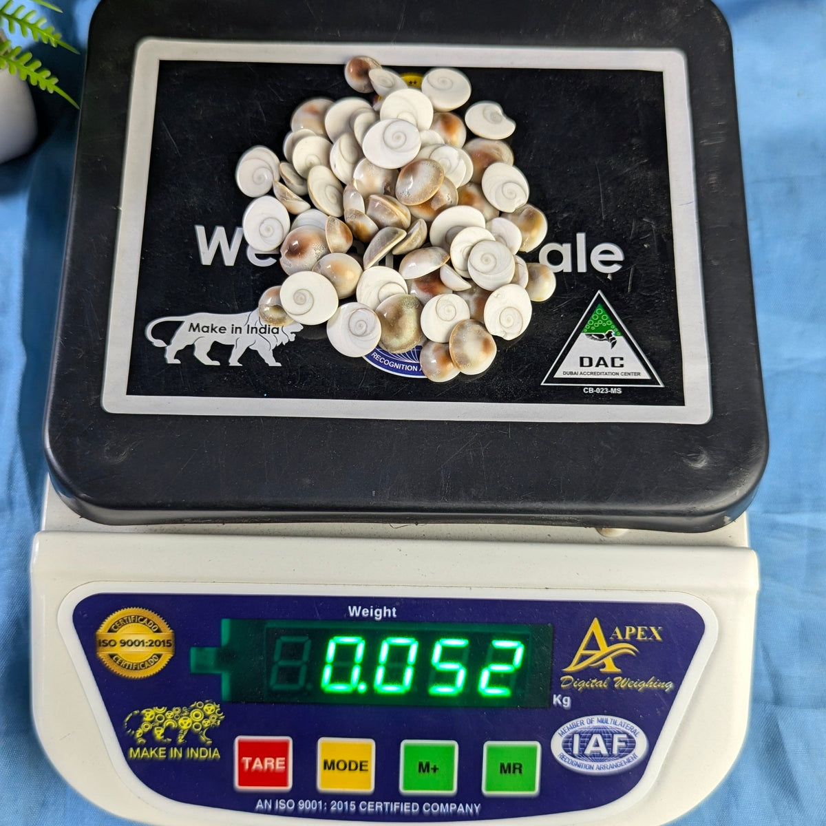 Gomtichakra Star Polish Small Size (8 to 10mm)-50 gm-Maitri Export | Crystals Store