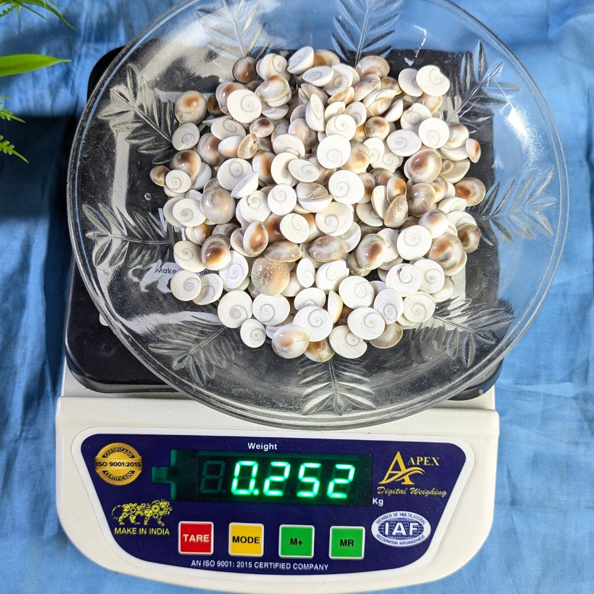 Gomtichakra Star Polish Small Size (8 to 10mm)-250 gm-Maitri Export | Crystals Store