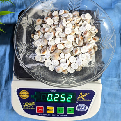 Gomtichakra Star Polish Small Size (8 to 10mm)-250 gm-Maitri Export | Crystals Store