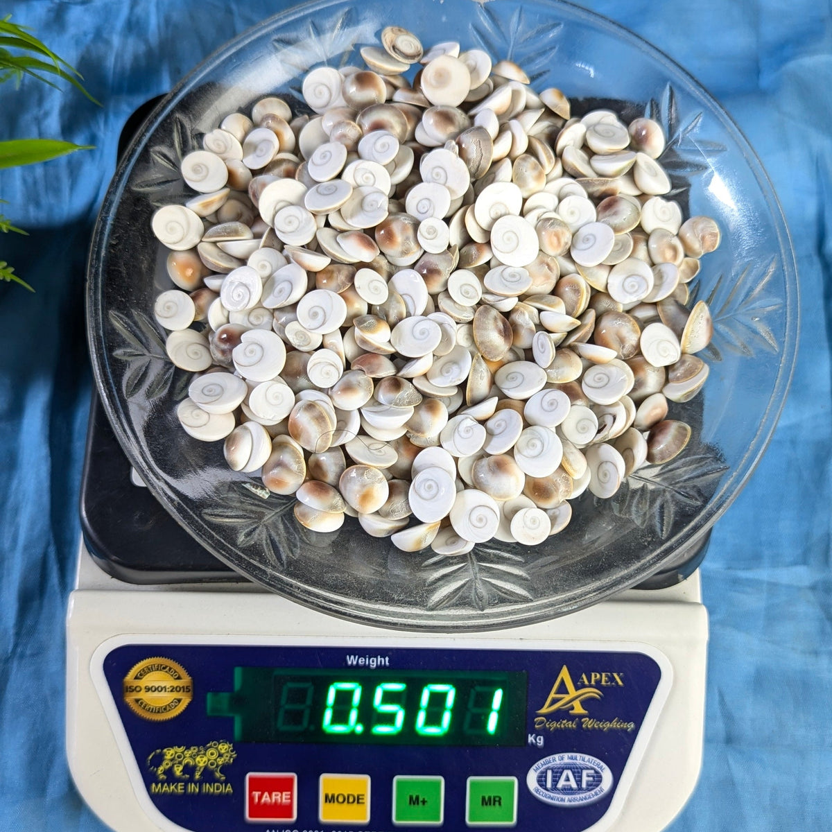 Gomtichakra Star Polish Small Size (8 to 10mm)-500 gm-Maitri Export | Crystals Store
