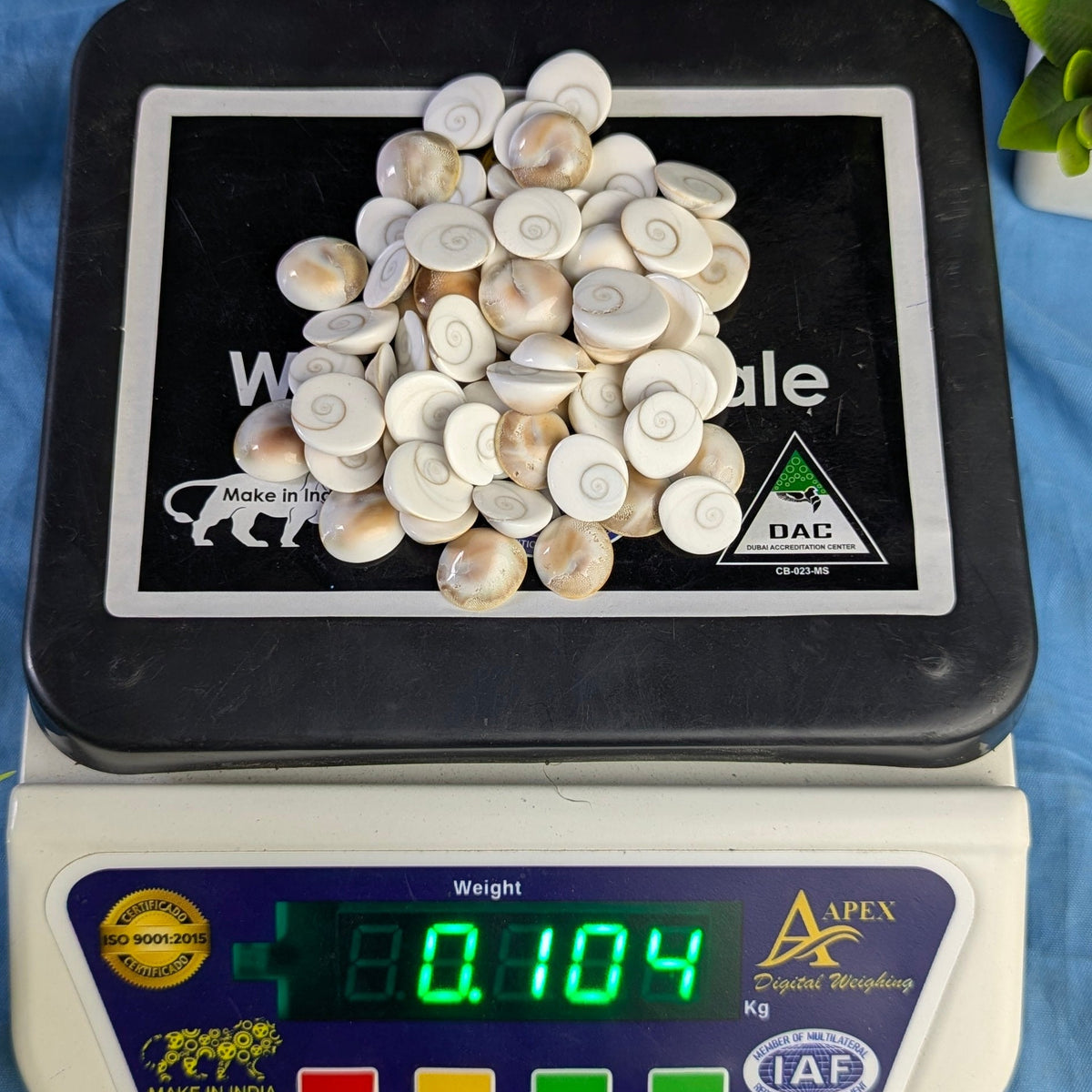 Gomtichakra Star Polish Small Size (10 to 14mm)-100 gm-Maitri Export | Crystals Store