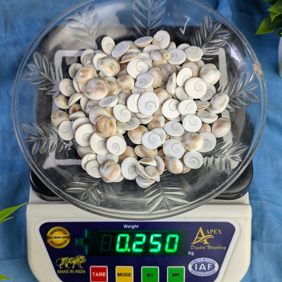 Gomtichakra Star Polish Small Size (10 to 14mm)-250 gm-Maitri Export | Crystals Store