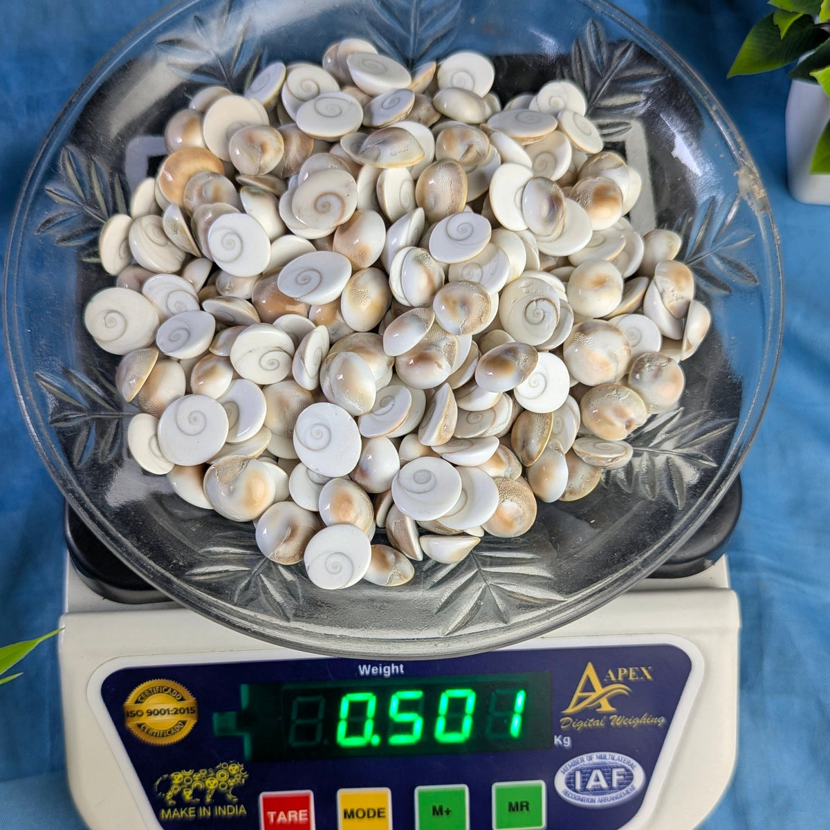 Gomtichakra Star Polish Small Size (10 to 14mm)-500 gm-Maitri Export | Crystals Store