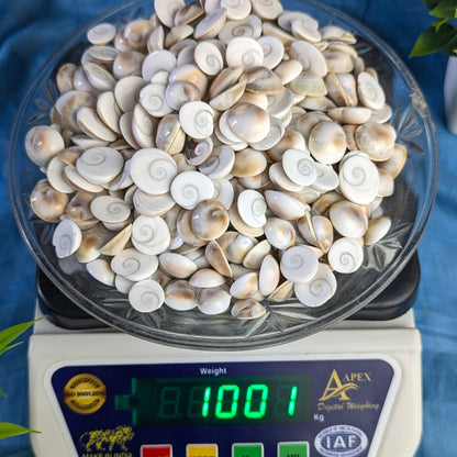 Gomtichakra Star Polish Small Size (10 to 14mm)-1 kg-Maitri Export | Crystals Store