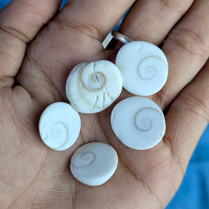 Gomtichakra Star Polish Small Size (14 to 16mm)-5 pcs-Maitri Export | Crystals Store