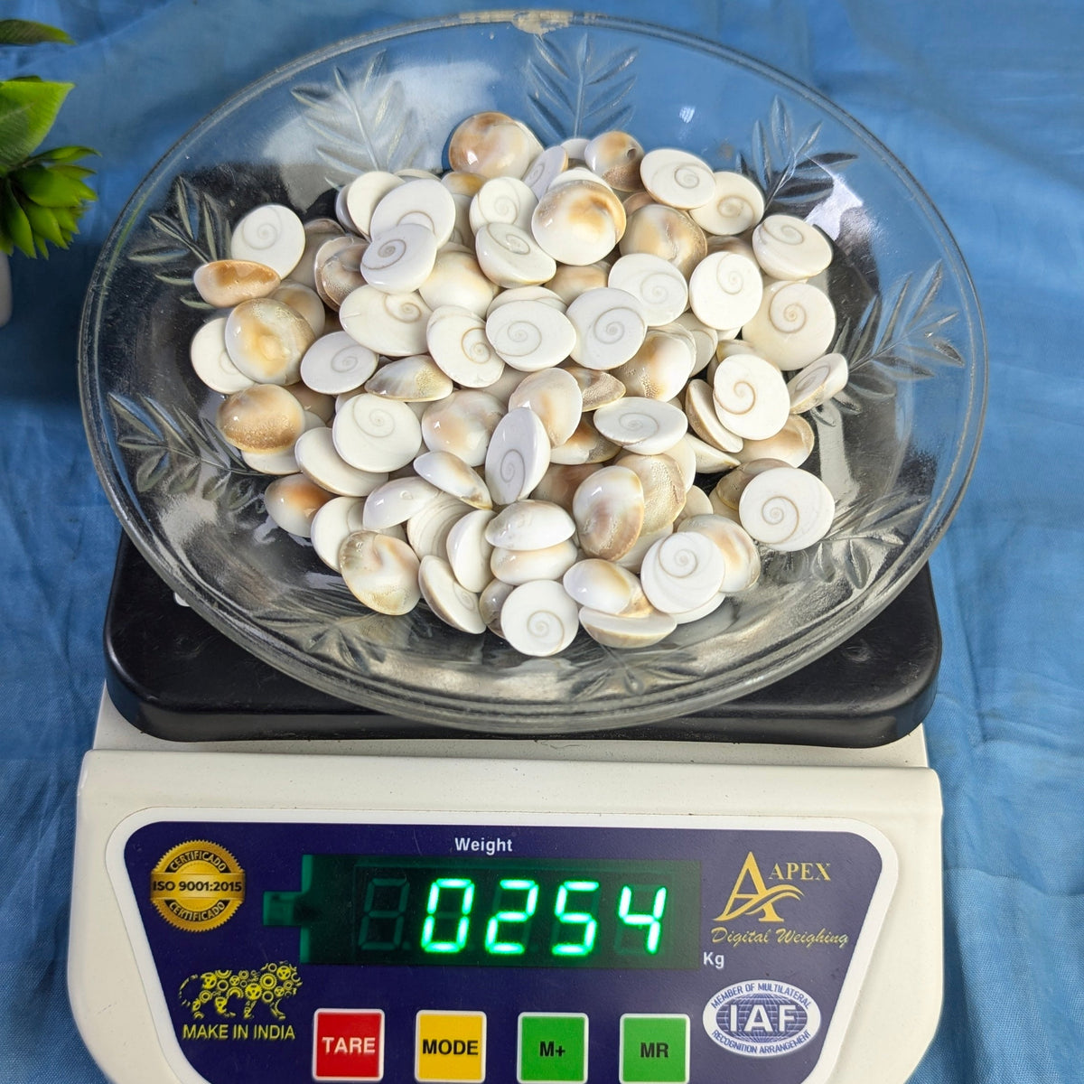 Gomtichakra Star Polish Small Size (14 to 16mm)-250 gm-Maitri Export | Crystals Store