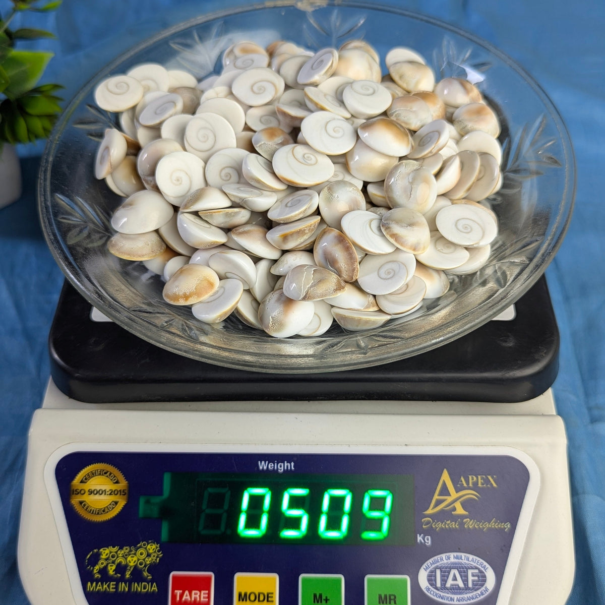 Gomtichakra Star Polish Small Size (14 to 16mm)-500 gm-Maitri Export | Crystals Store