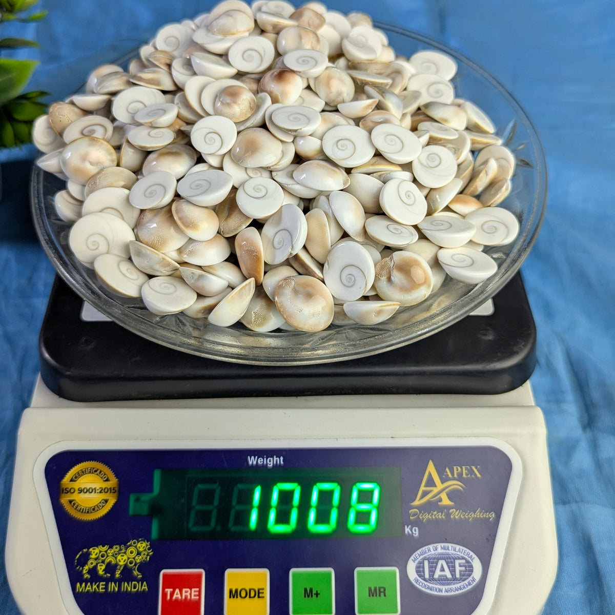 Gomtichakra Star Polish Small Size (14 to 16mm)-1 kg-Maitri Export | Crystals Store
