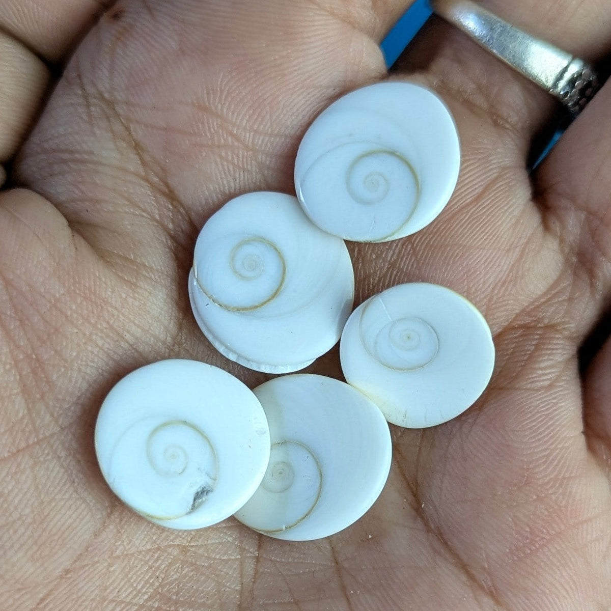 Gomtichakra Star Polish Small Size (10 to 14mm)-5 pcs-Maitri Export | Crystals Store