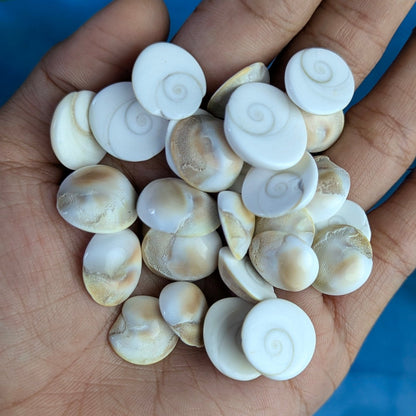 Gomtichakra Star Polish Small Size (10 to 14mm)-Maitri Export | Crystals Store